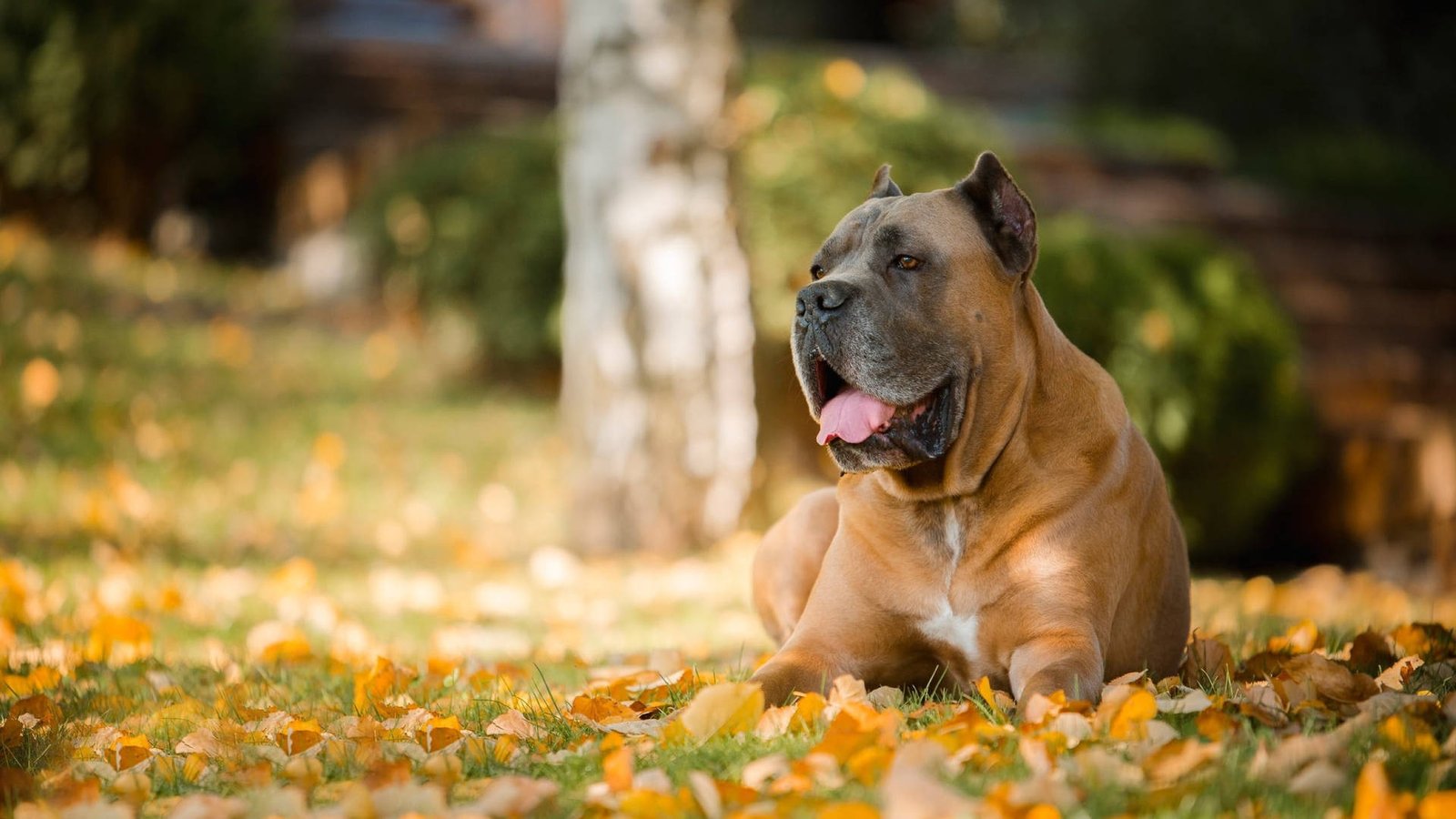 Cane Corso in autumn setting