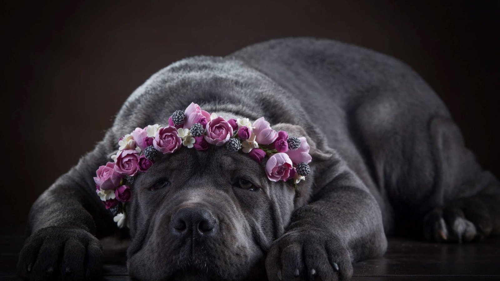 Cane Corso with flower crown