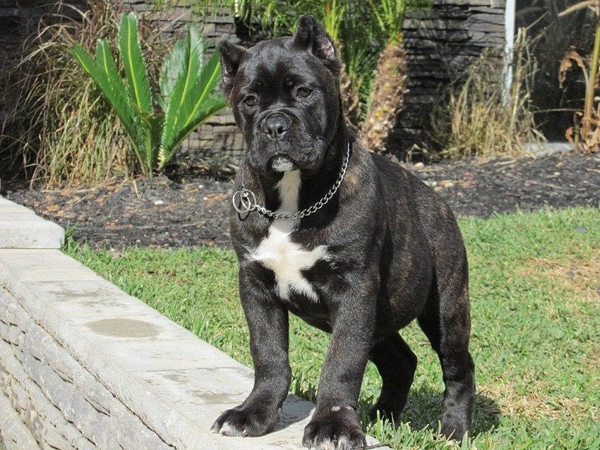 Modern Cane Corso puppy